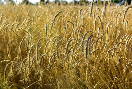 拉潘帕省阿根廷拉潘帕种植的麦穗谷物照片