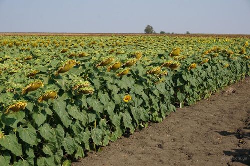 乌克兰 产品乌克兰 农业 种子和种植材料 大田作物种子 谷物种子 谷物