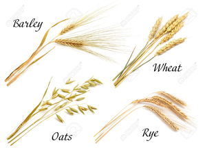 Cereals Set Isolated On White Background. Oats, Rye, Wheat, Barley ...